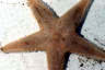 Astropecten starfish